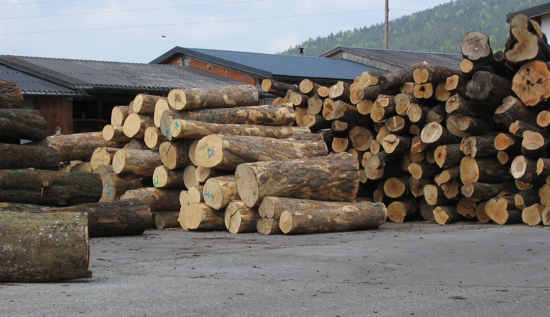 Maple logs ready for the saw mill, Germany