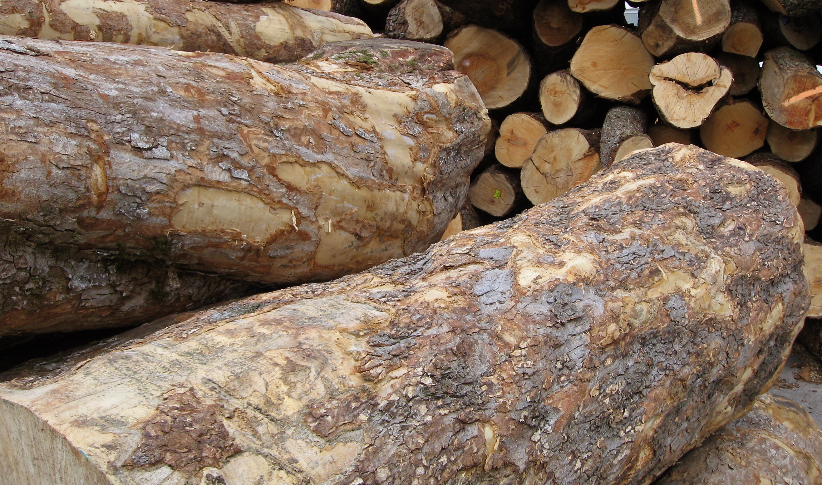 Figured maple logs close up